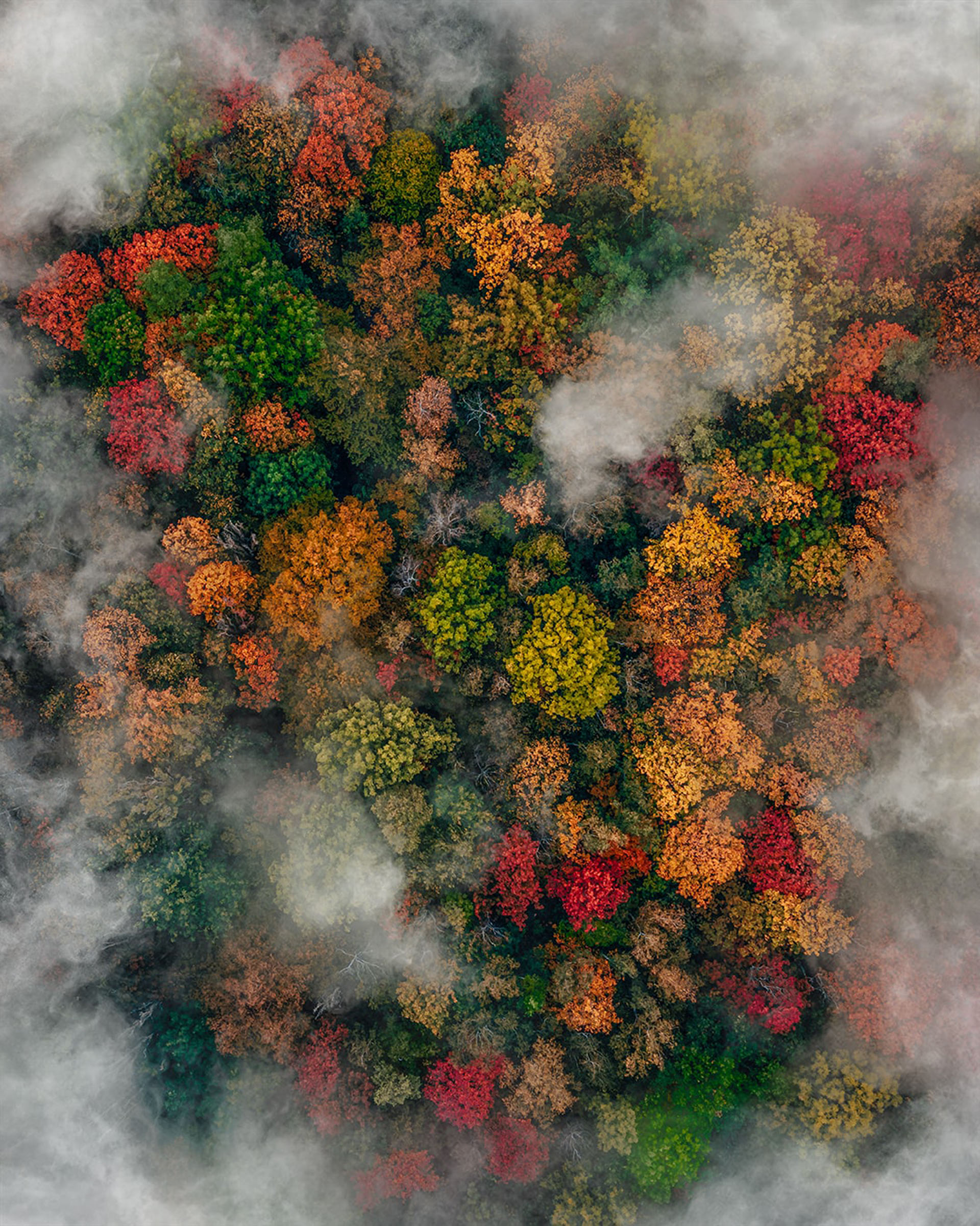 Herbstwald by Patrick Höhle